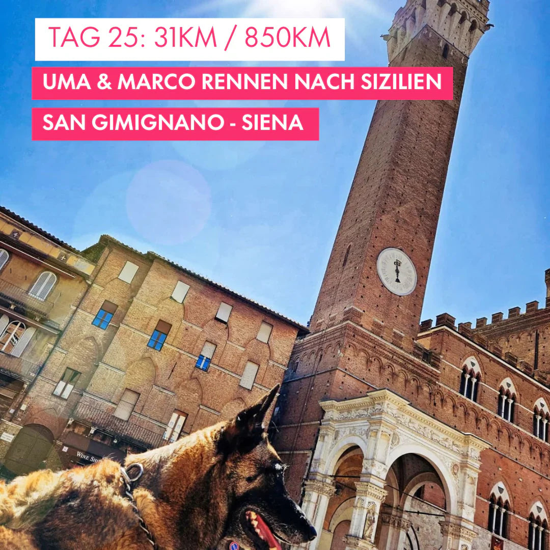 Tag 25: Amunì compà, Uma & Marco rennen nach Sizilien!: 31km von San Gimignano nach Siena